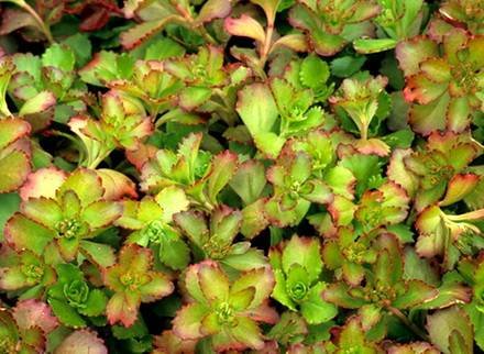 SedumSpuriumRubyMantle