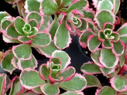 SedumSpuriumTricolor