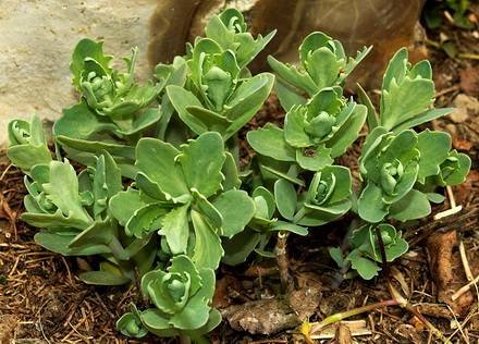 SedumTelephium