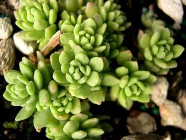 SedumWrightii