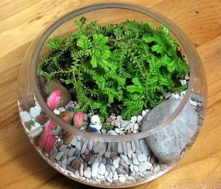 Selaginella1