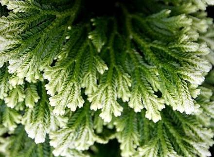 Selaginella2