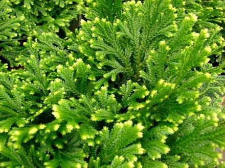 Selaginella3