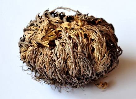 SelaginellaLepidophylla1