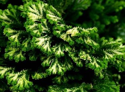 SelaginellaMartensiiVariegata