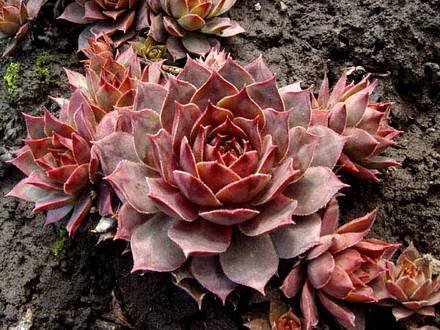 Sempervivum1