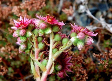 Sempervivum10