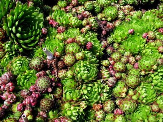 Sempervivum11