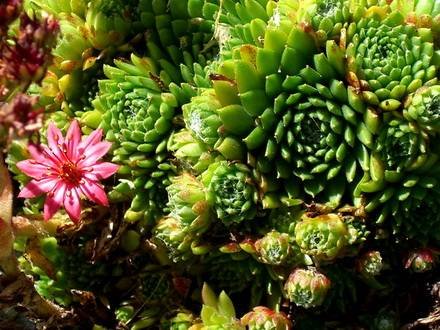 Sempervivum17
