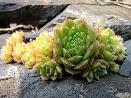 Sempervivum2