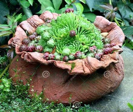 Sempervivum3