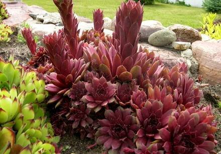 Sempervivum4