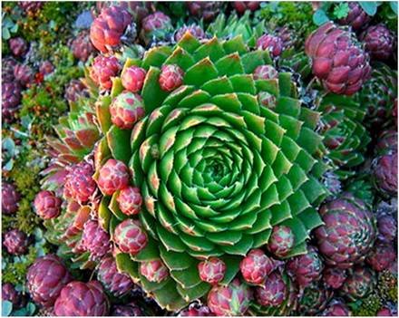 Sempervivum5