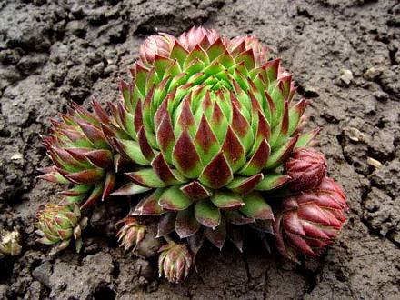 Sempervivum6