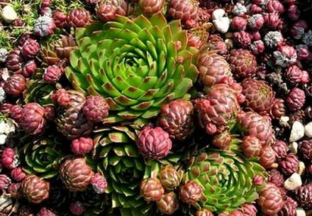 Sempervivum7