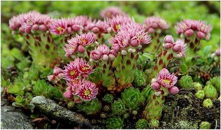 Sempervivum9
