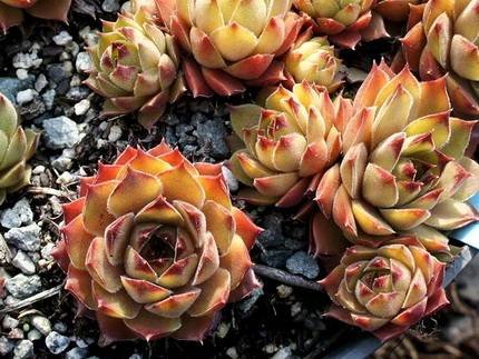 SempervivumAlchemist
