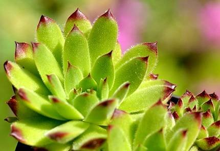 SempervivumAltum