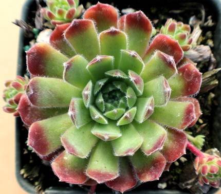 SempervivumAppleblossom