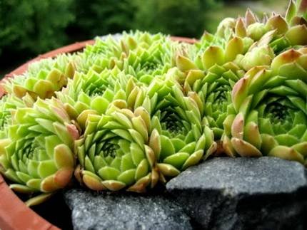 SempervivumAtlanticum