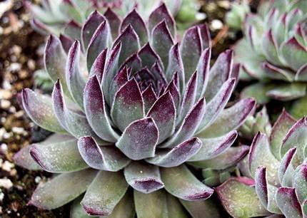 SempervivumAymonCorrevon