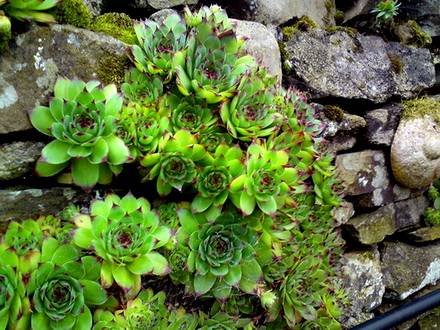 SempervivumBallsii