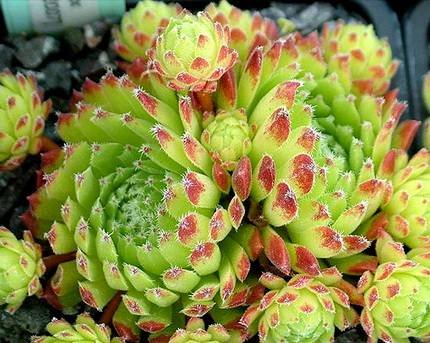 SempervivumBarbulatum