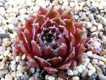 SempervivumBeta