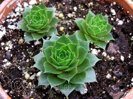 SempervivumBorissovae