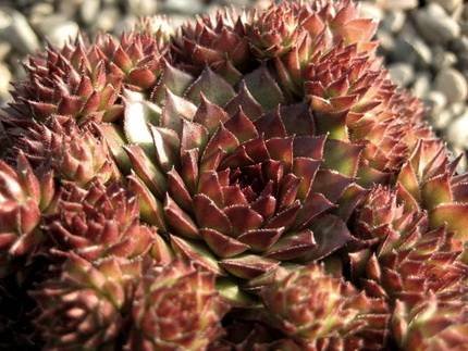 SempervivumBronco
