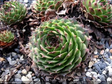 SempervivumCantabricum