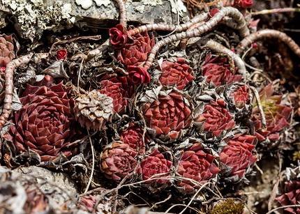 SempervivumCaucasicum