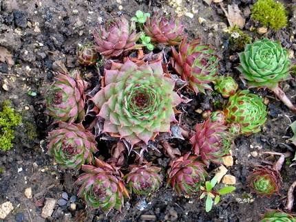 SempervivumChameleon