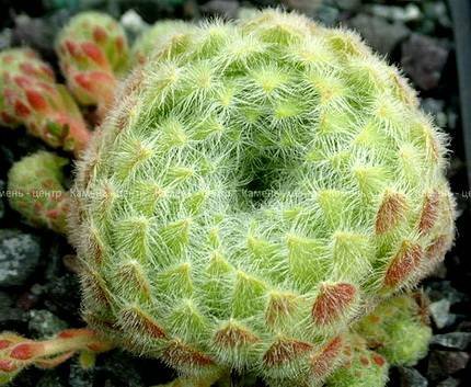 SempervivumCiliosum