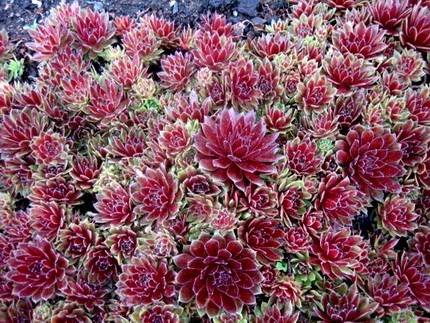 SempervivumCommanderHay