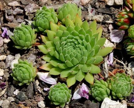 SempervivumDolomiticum