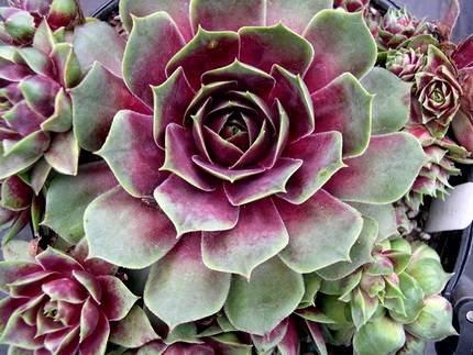 SempervivumFame
