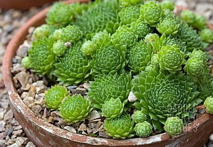 SempervivumFunkii