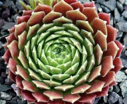 SempervivumGeorgette