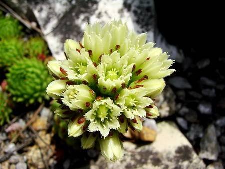 SempervivumGlobiferum