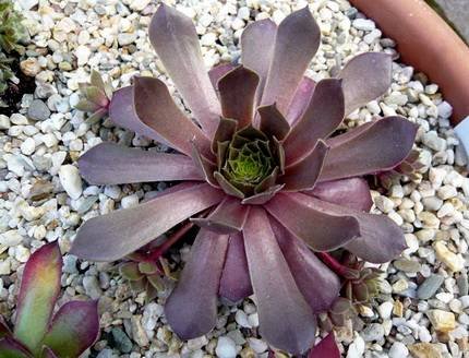 SempervivumHeliotroop