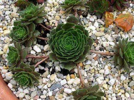 SempervivumHeliotroop3