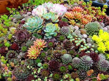 SempervivumHybridum