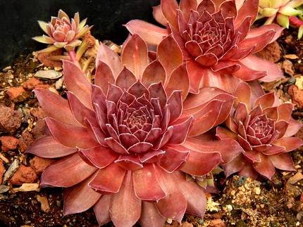 SempervivumLegolas