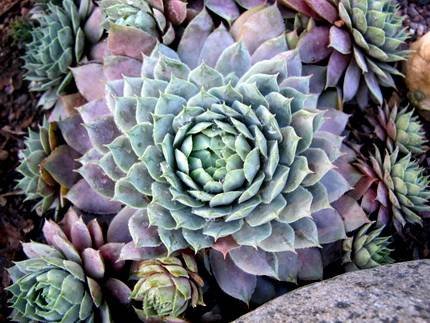 SempervivumLilacTime