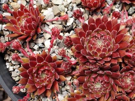 SempervivumLuftsprung