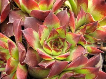 SempervivumMahogany