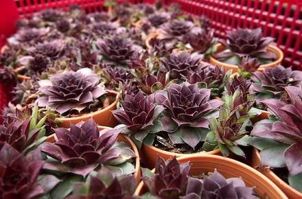 SempervivumMahogany3