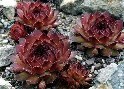 SempervivumMarmoreum
