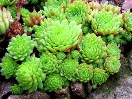 SempervivumMinutum
